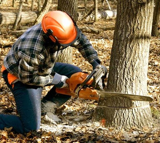 Tree Removal in Deep Water, WV